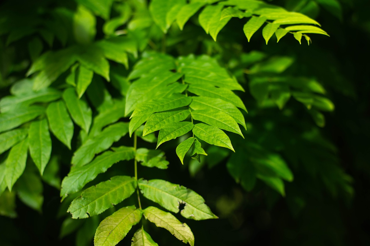 明瀚花香城最新動(dòng)態(tài)——引領(lǐng)城市發(fā)展的綠色力量