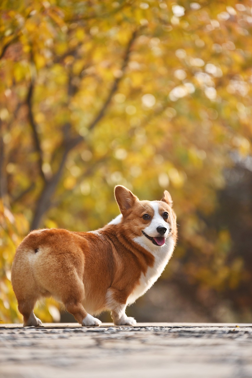 柯基兩個(gè)月多重，探究柯基犬早期生長(zhǎng)發(fā)育