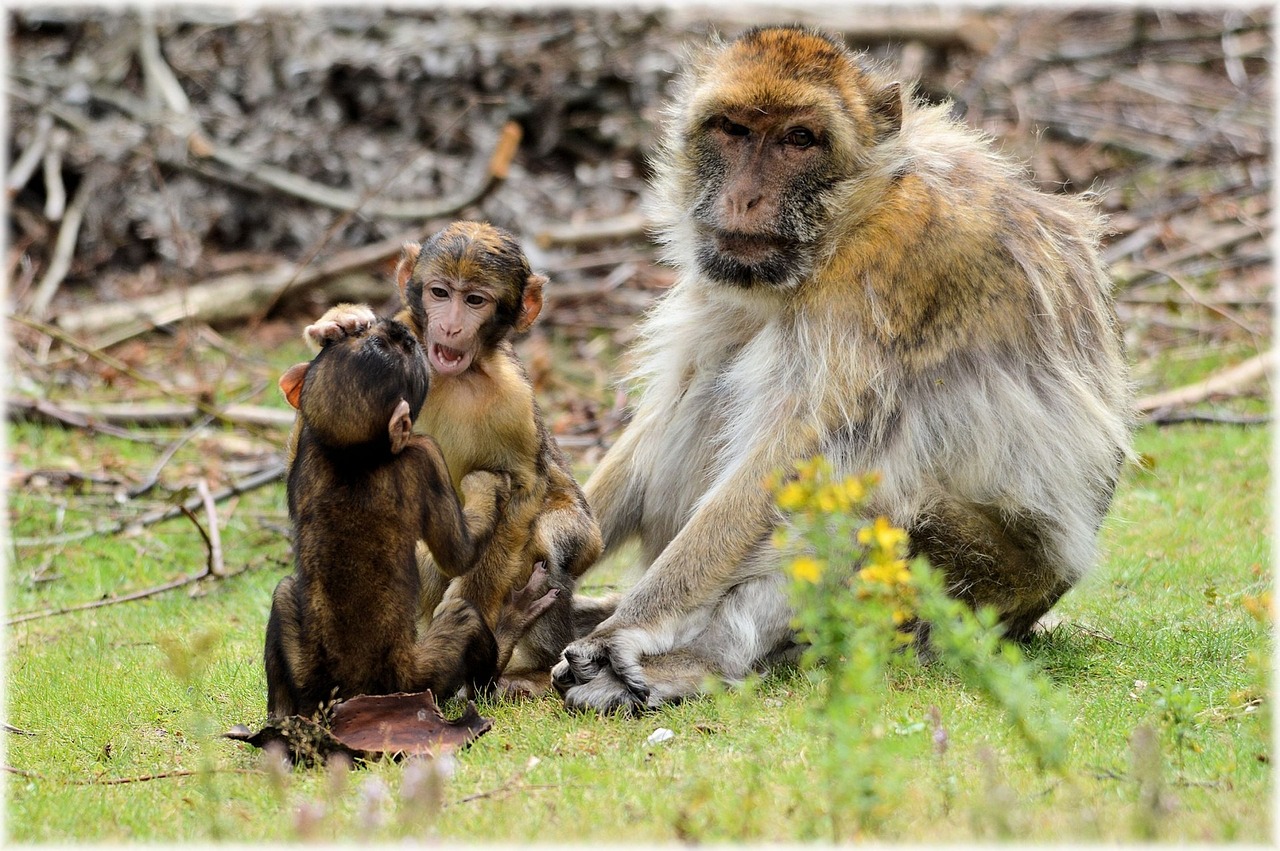 解讀生肖動物與兒童性格——以生肖猴為例