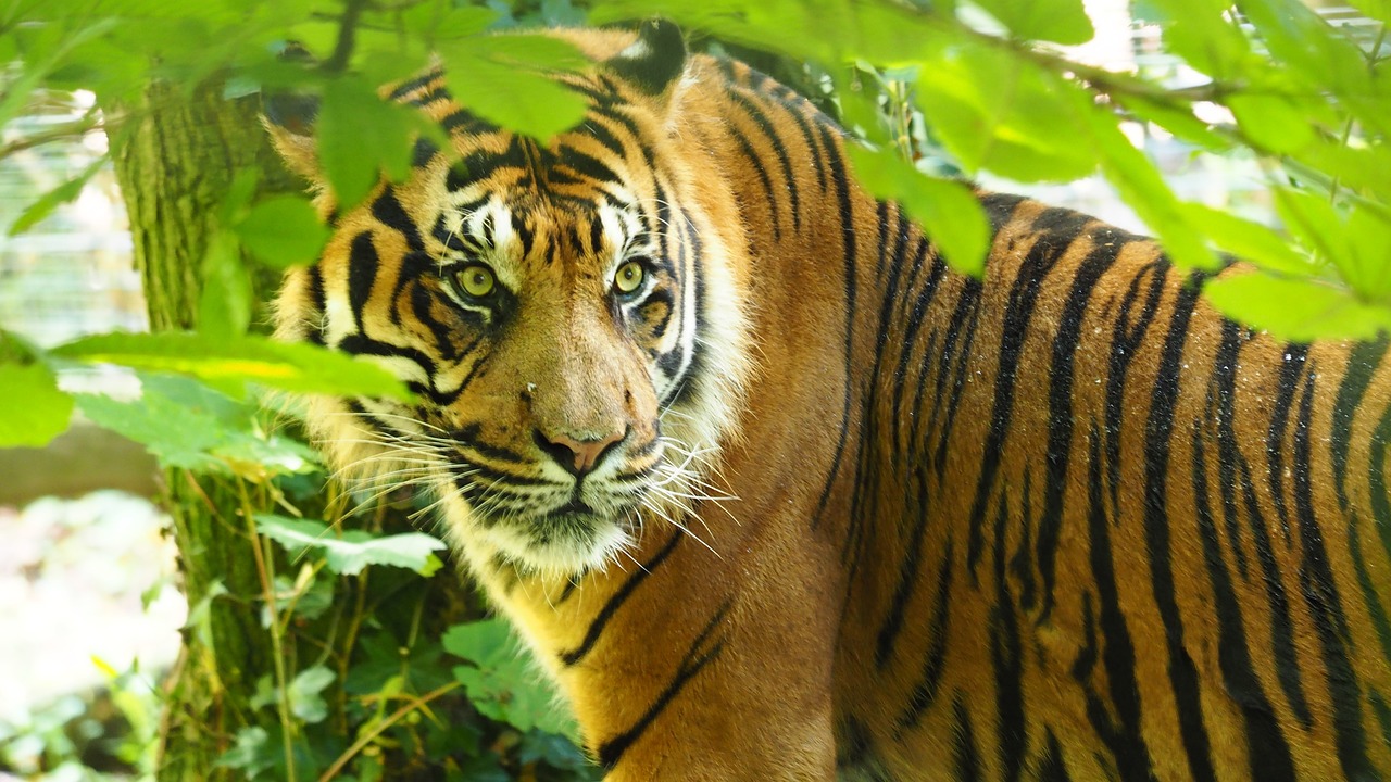 欲錢買討人喜歡的動物猜一生肖——香港經(jīng)典解讀落實