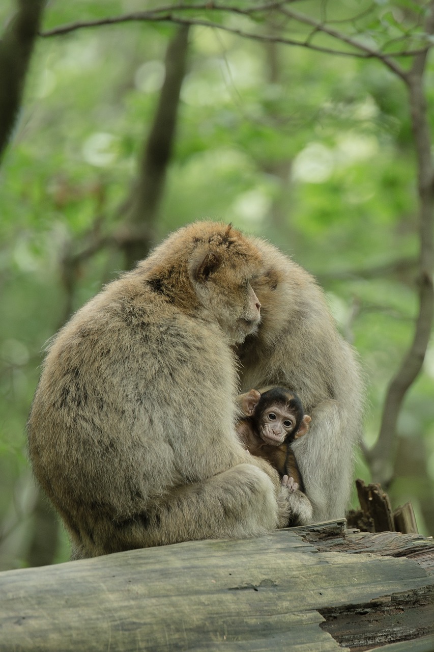 平馬一雙走一片，偏財?shù)媒鹳I合六打一正確生肖動物——澳門釋義成語解釋