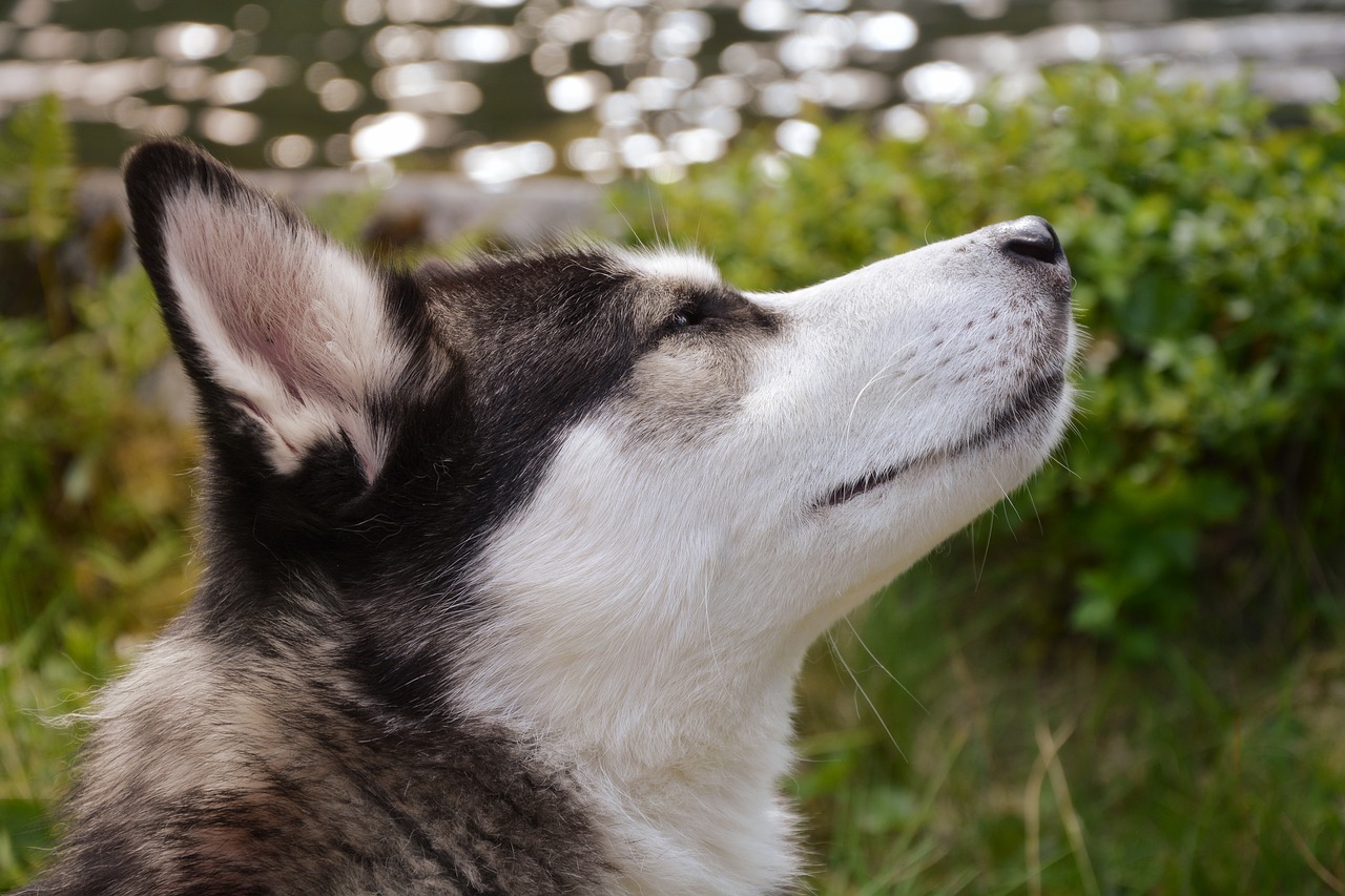 揭開謎語背后的生肖動物，構(gòu)建解答、解釋與落實(shí)