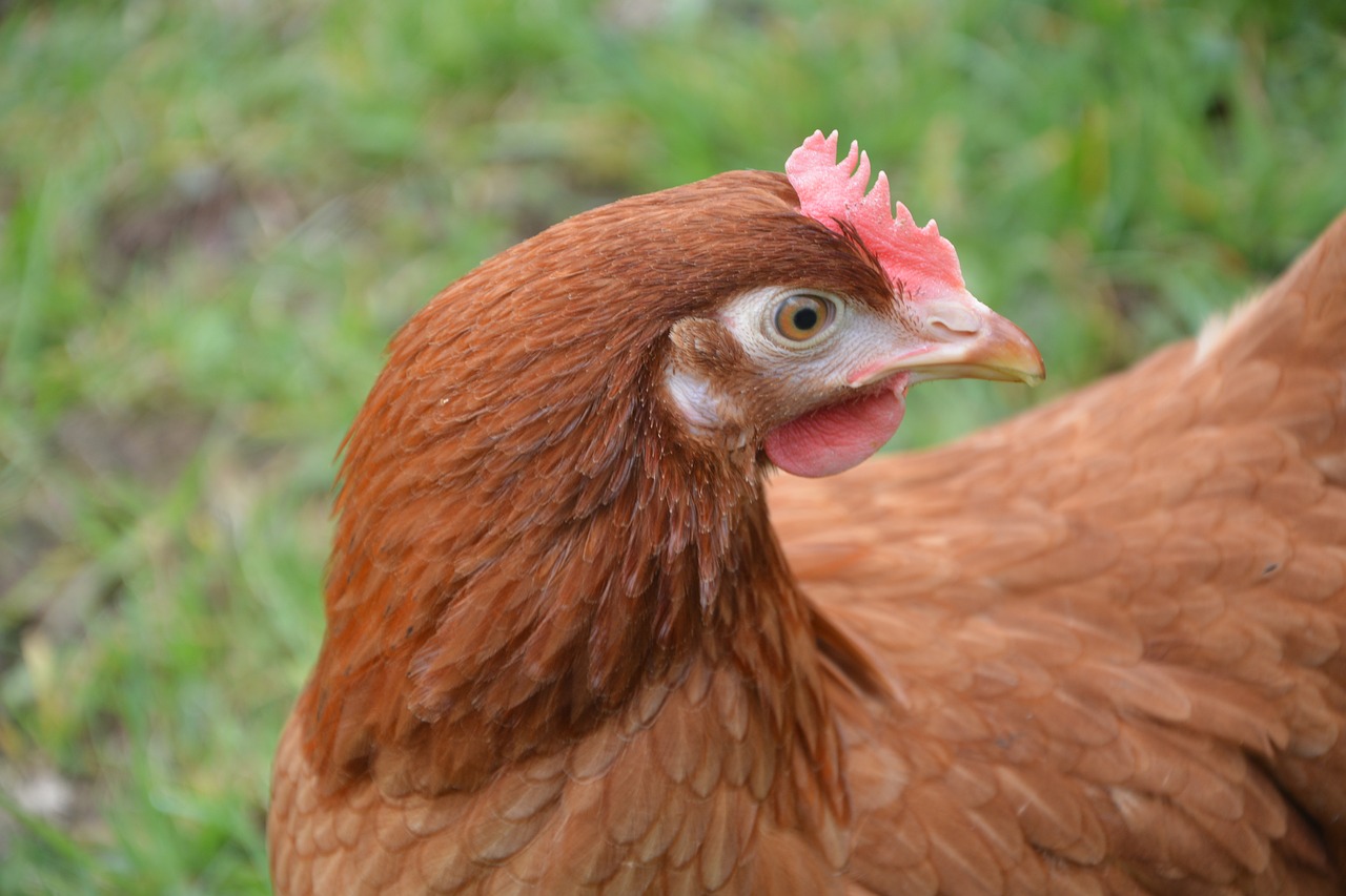 一語成錢，千里相會，精準生肖動物解讀——香港經典解讀落實