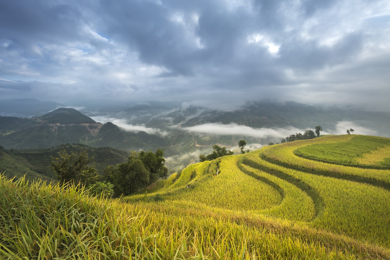 生肖與自然的和諧——草木旺盛牛馬壯，春回大地百花開