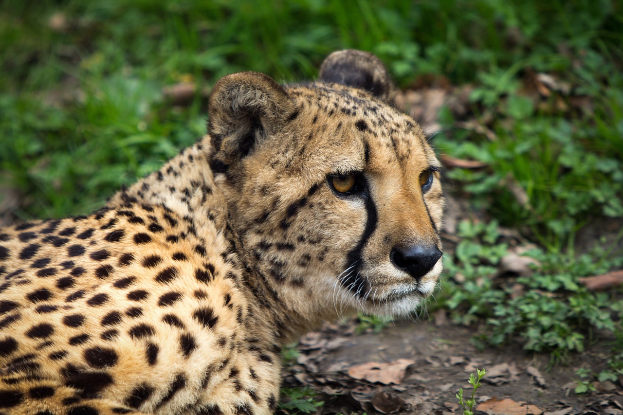 關于欲錢開朗的動物的精準生肖動物猜謎與解析