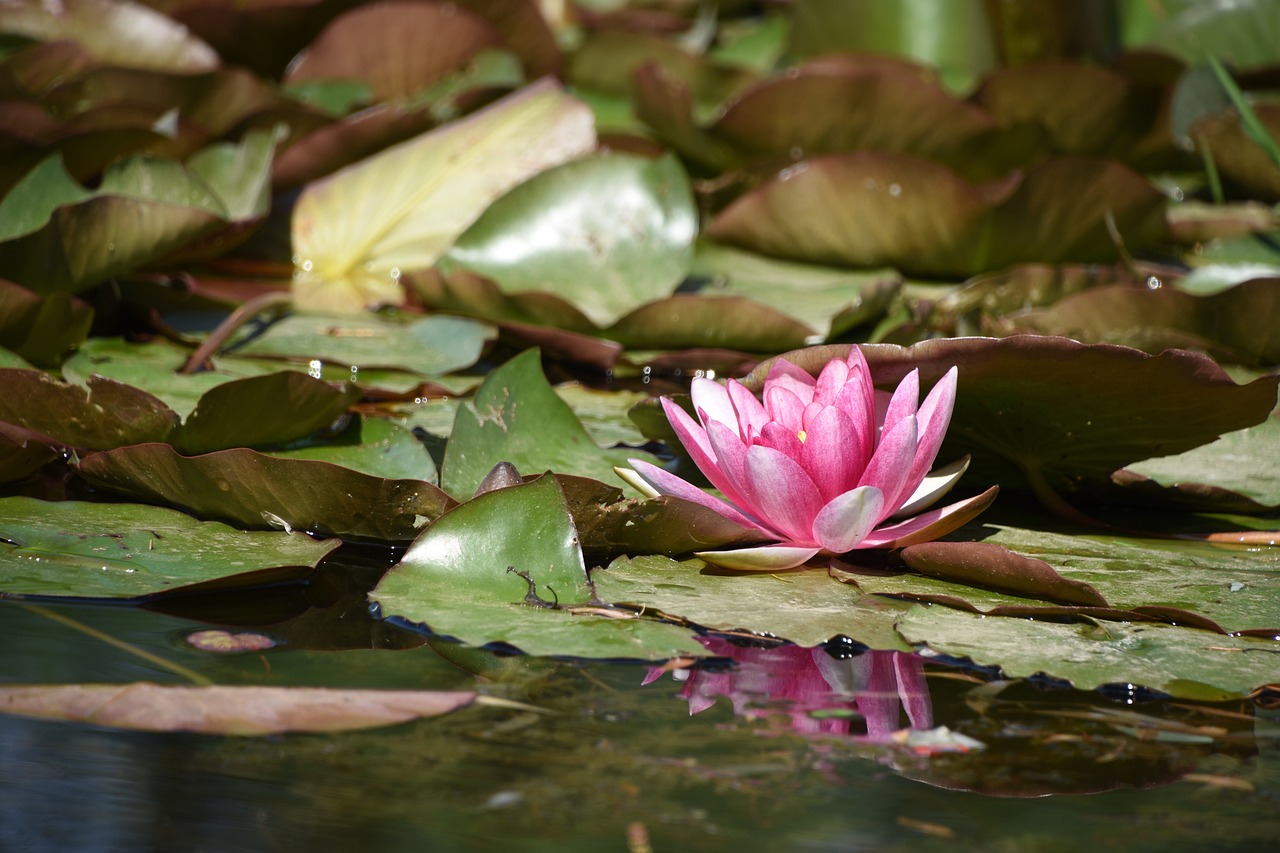 盆中荷花一點(diǎn)紅，可憐揮去藍(lán)憶城——精準(zhǔn)生肖動物的綜合研究解釋落實