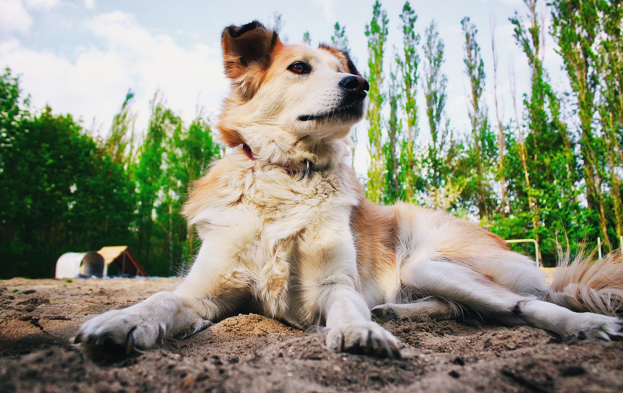 尋找守護(hù)家國(guó)精神的精準(zhǔn)生肖——犬的象征與生肖解讀