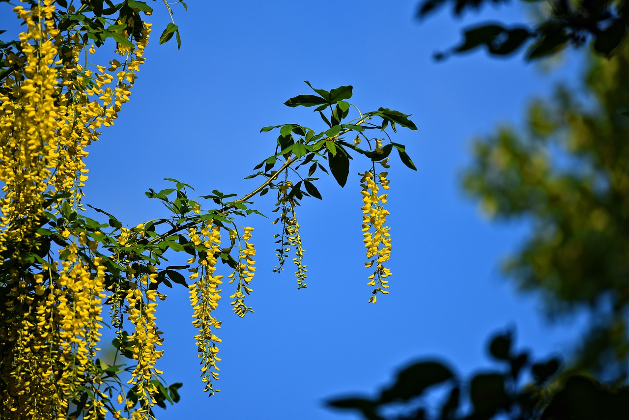 春風(fēng)化雨與生肖——一生肖代表的寓意及詞語(yǔ)解釋釋義