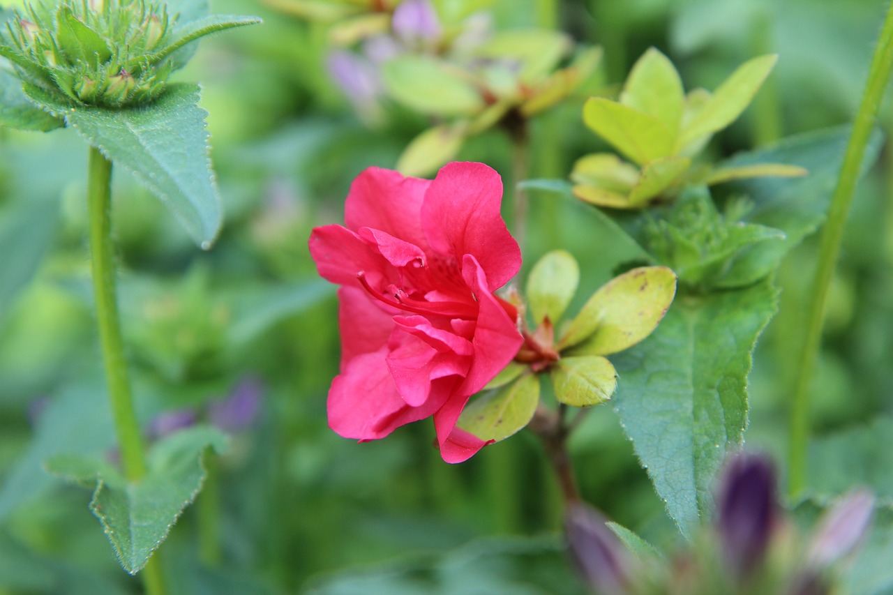 紅花爛漫報春美，老牛耕地為農(nóng)家——精準(zhǔn)生肖探尋之美