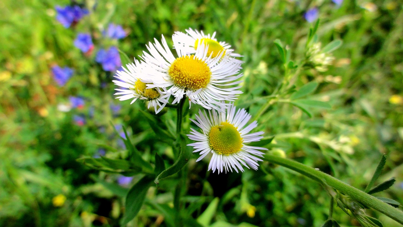 春城無(wú)處不開(kāi)花，人面不知何處去，生肖與文化的綜合研究