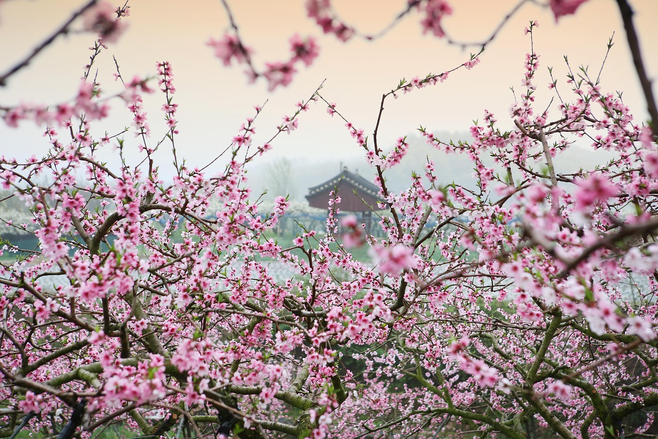 漫山遍野綠油油，一月之間春來(lái)到——揭秘精準(zhǔn)生肖動(dòng)物與詞語(yǔ)釋義的奧秘