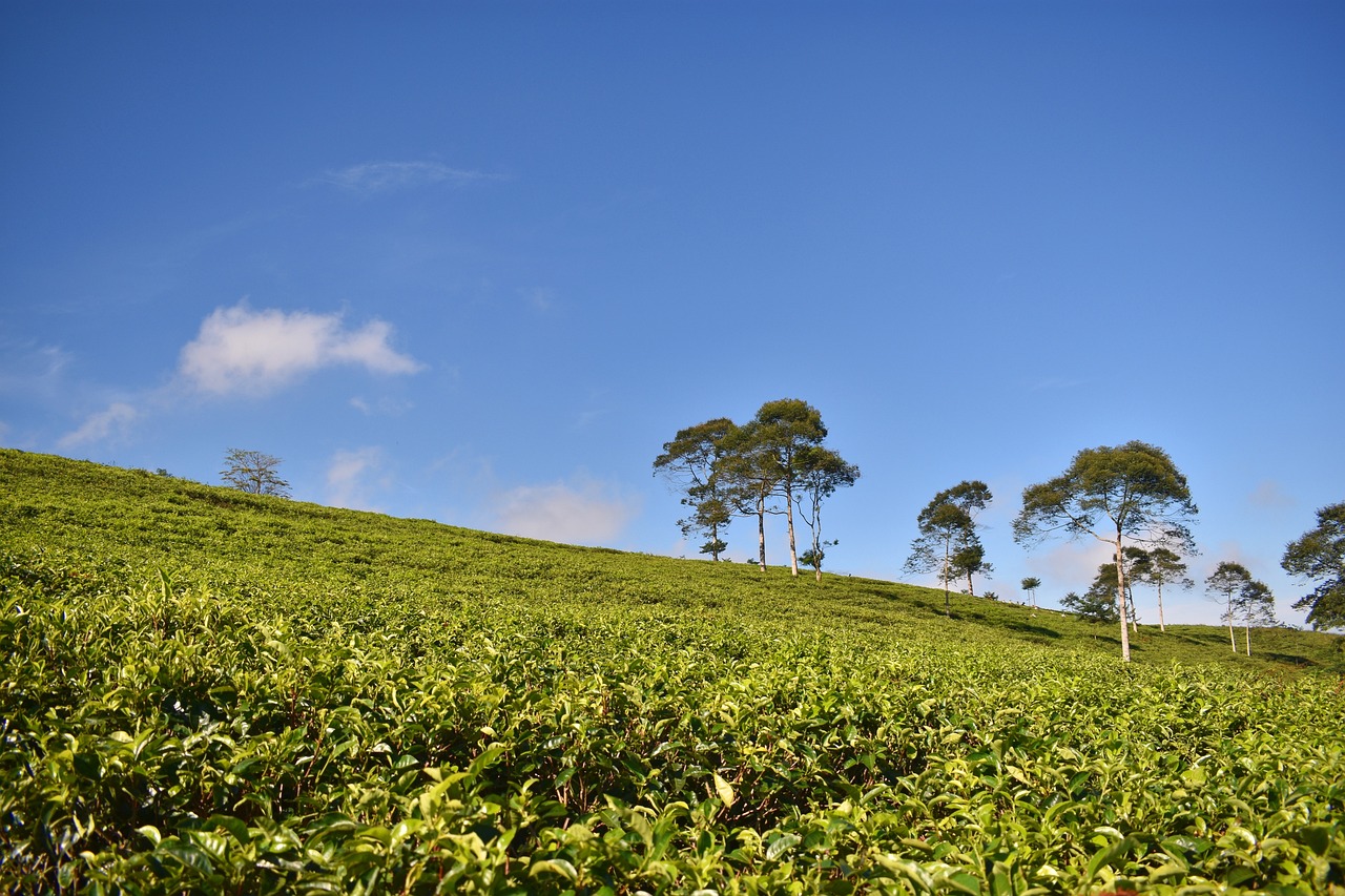 廣東省生態(tài)茶園規(guī)范，打造綠色生態(tài)產(chǎn)業(yè)的新標(biāo)桿