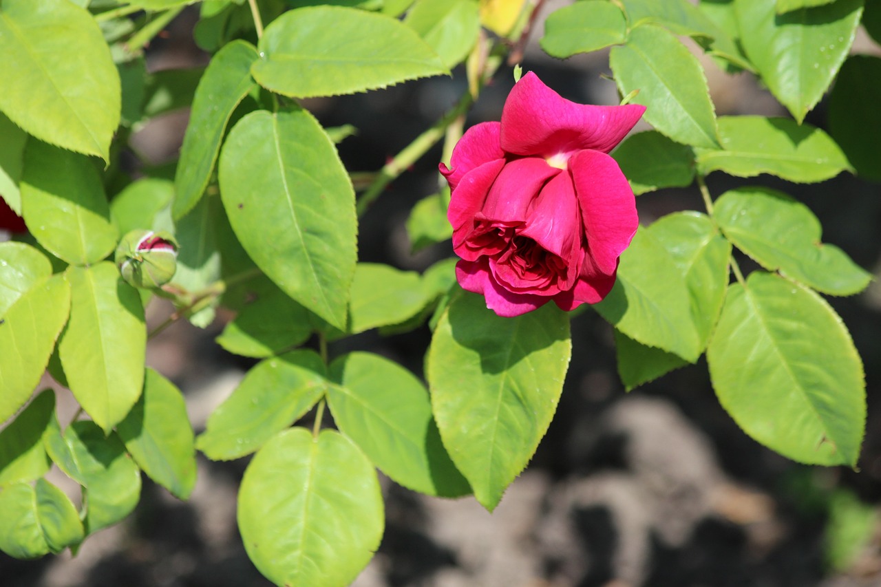 廣東省適合種植藍(lán)莓嗎？探究藍(lán)莓在廣東的生長(zhǎng)環(huán)境及種植前景