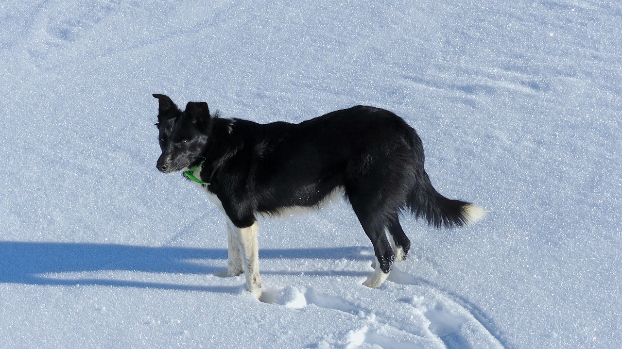 牧羊犬幼犬的成長之旅，兩個(gè)月大時(shí)的溫馨瞬間與圖片記錄