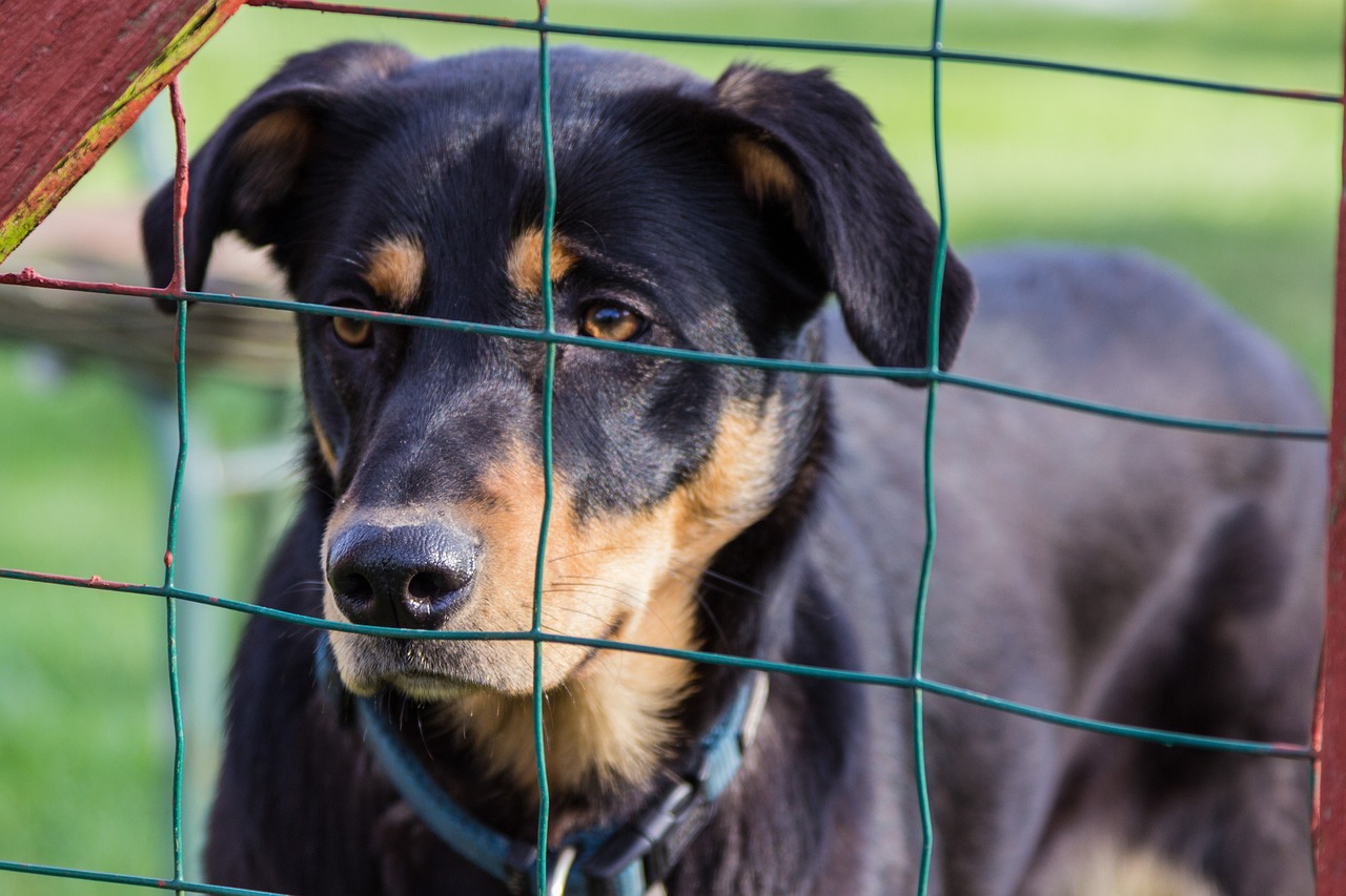 馬犬立耳的時(shí)間及其相關(guān)因素解析