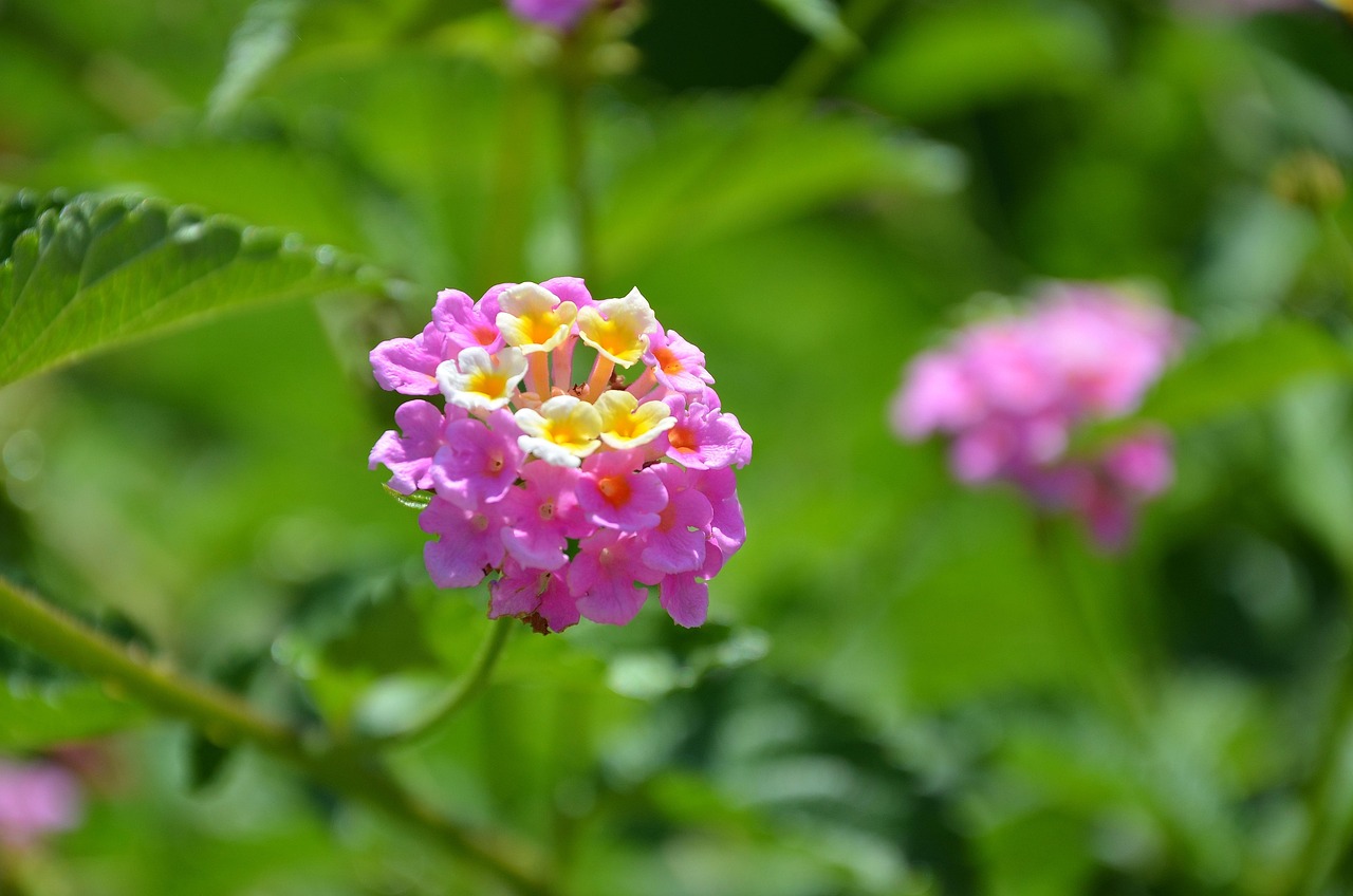 十二個月花神，綻放的四季之美