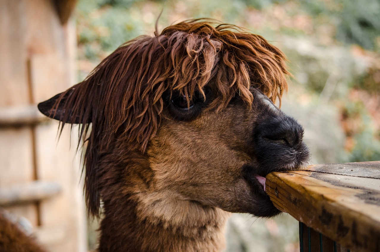 兩個月大薩摩耶幼犬的可愛世界，圖片與養(yǎng)護(hù)指南